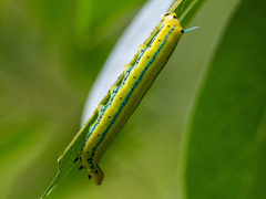 Macroglossum passalus