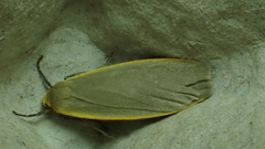 Eilema griseola