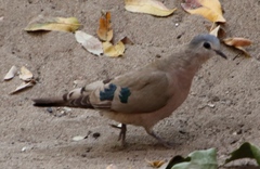Turtur chalcospilos