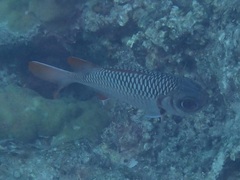 Myripristis violacea