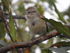 Spizelloides arborea