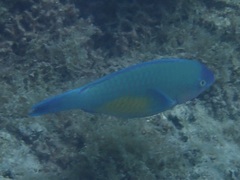 Scarus psittacus