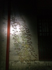 Parthenocissus tricuspidata