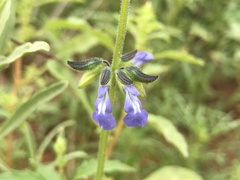 Salvia subincisa