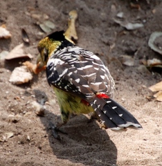Trachyphonus vaillantii vaillantii