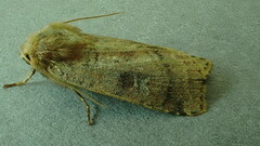 Diarsia rubi