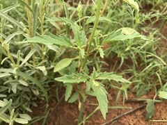 Salvia subincisa