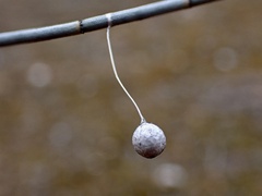Tamopsis