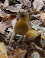Ploceus