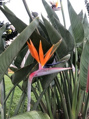 Strelitzia