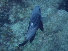 Dascyllus trimaculatus