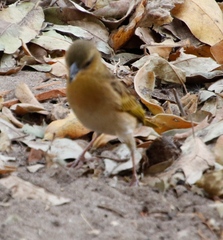 Ploceus