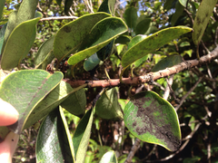 Ilex anomala
