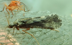 Hydropsychinae