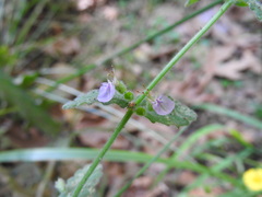 Teucrium scordium