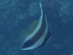 Heniochus chrysostomus