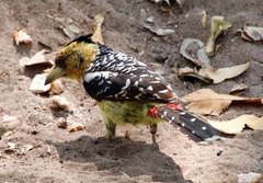 Trachyphonus vaillantii vaillantii