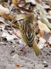 Ploceus