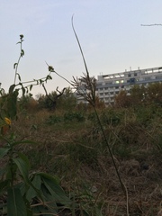 Cyperus rotundus