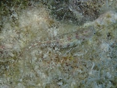 Blenniidae