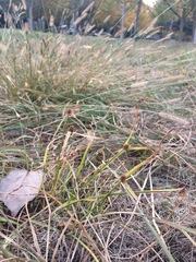 Cyperus brevifolius