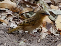 Ploceus