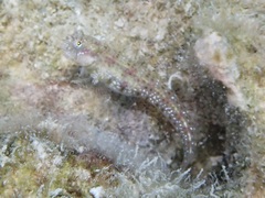Blenniidae