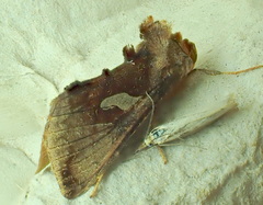 Autographa bractea