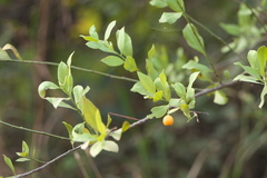 Osyris lanceolata