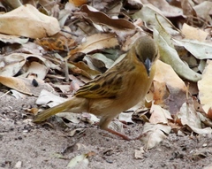 Ploceus