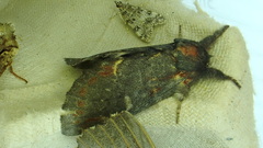 Notodonta dromedarius