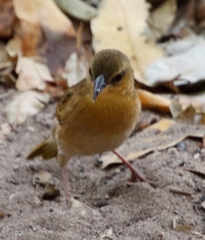 Ploceus