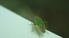 Orthotylus flavosparsus