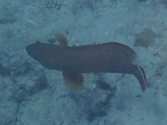 Cephalopholis urodeta