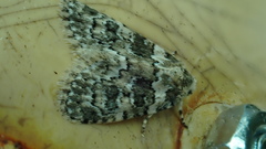 Bryophila domestica
