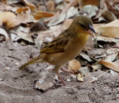 Ploceus