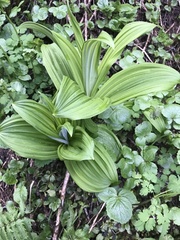 Veratrum