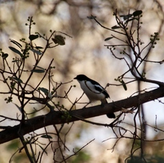Laniarius bicolor sticturus