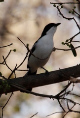 Laniarius bicolor sticturus