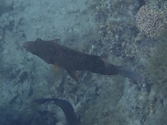 Cheilinus chlorourus