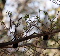 Laniarius bicolor sticturus