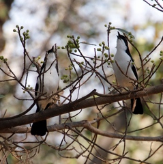 Laniarius bicolor sticturus