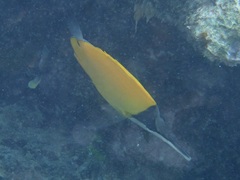 Forcipiger flavissimus