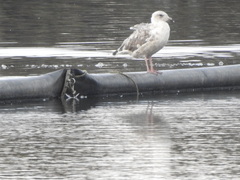 Larus schistisagus