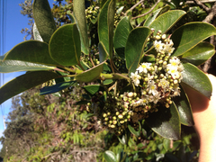 Ilex anomala