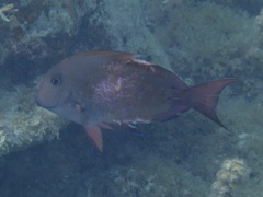 Acanthurus nigrofuscus