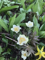 Ranunculoideae