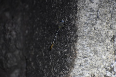 Erpetogomphus compositus