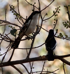 Laniarius bicolor sticturus