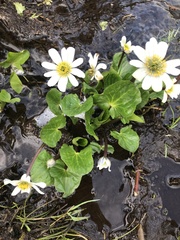 Caltha biflora
